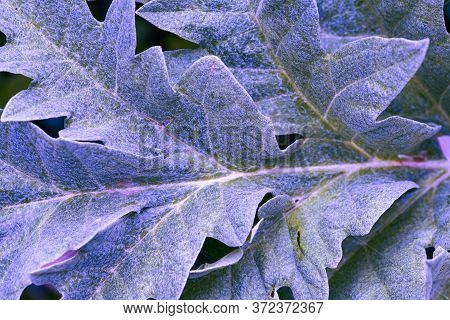 Background Blue Textured Vibrant Color Leaf. Graphic Ressource