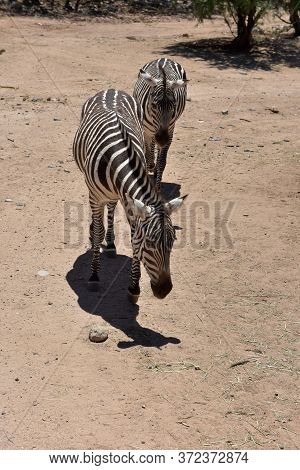 Zebras