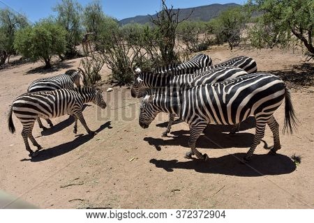 Zebras