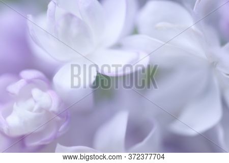 Beautiful Pastel Flowers Close Up. Floral Background