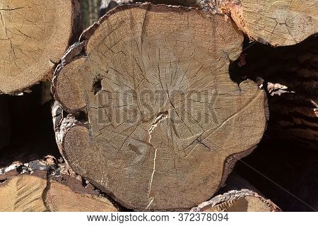 Large Trees Felled