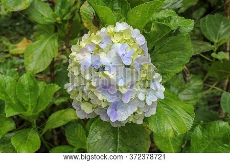 Close-up Of Blooming Blue Hydrangea Flower Against Dark Green Leaves Background. Hydrangea Macrophyl