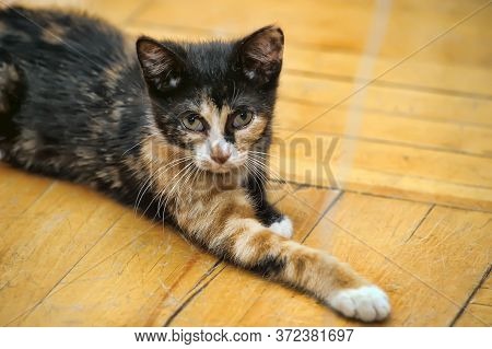 Tricolor Kitten With A Third Eyelid Close Up