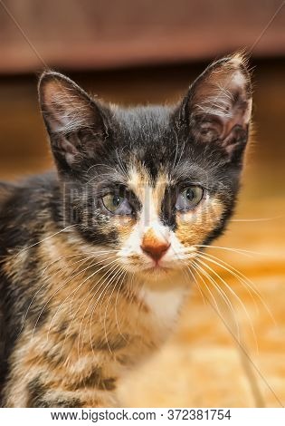 Tricolor Kitten With A Third Eyelid In An Animal Shelter