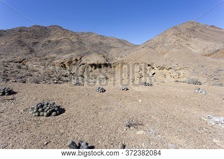 A Walk In Pan De Azucar National Park, Chile