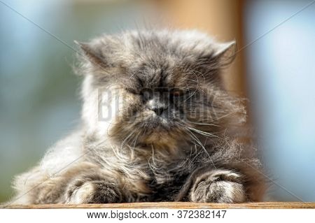 Gray Persian Cat