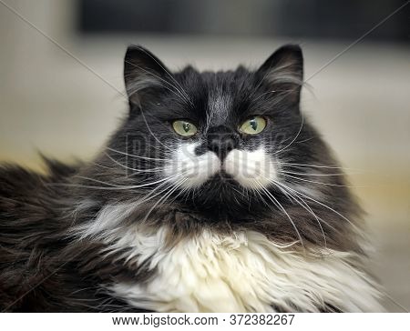 Beautiful Fluffy Cat In The Cattery Close Up
