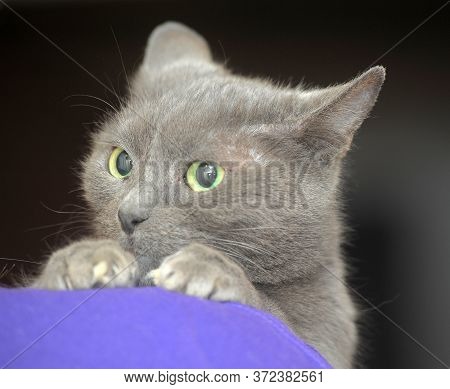 Scared Sad Gray Cat In Hands Close Up