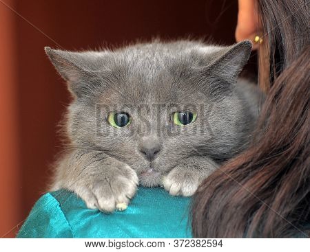 Scared Sad Gray Cat In Hands Close Up
