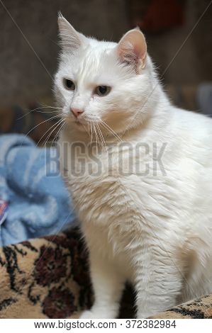 White Cat