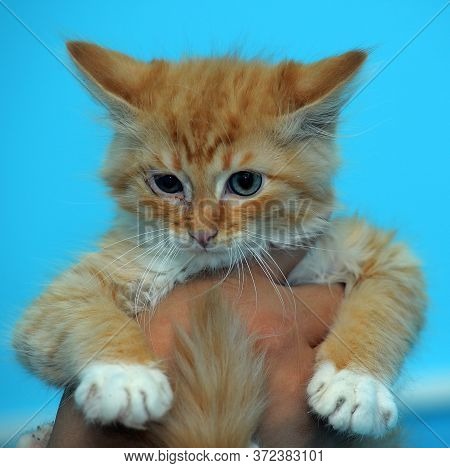 Redhead Kitten In Hands On A Blue Background