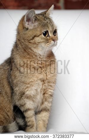 British Tabby Cat On A Light Background