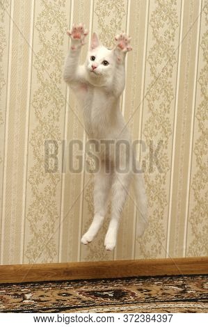 White Kitten Albino Playing Jumping Close Up