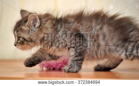 Beautiful Fluffy Tri-color Kitten In A Cattery