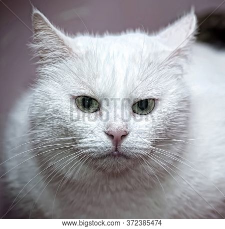 Big White Cat