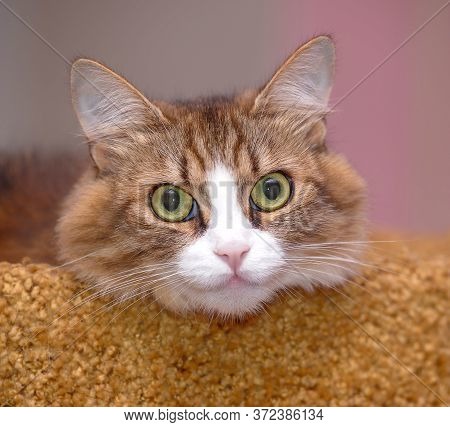 Portrait Of A Beautiful Siberian Cat Looking Into The Frame