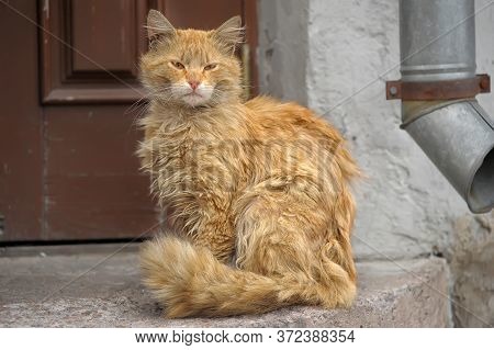 Homeless Red Cat Sitting On The Street Near The Door