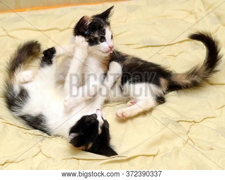 Two Tricolor Kittens Playing On The Couch