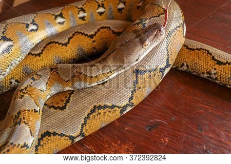 Gold Yellow Python, Albino Snake With Beautiful Yellow Texture. Pattern Boa Snake Skin Abstract Text