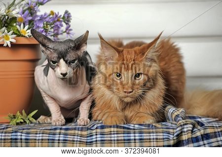 Two Cat Maine Coon And Sphinx Together