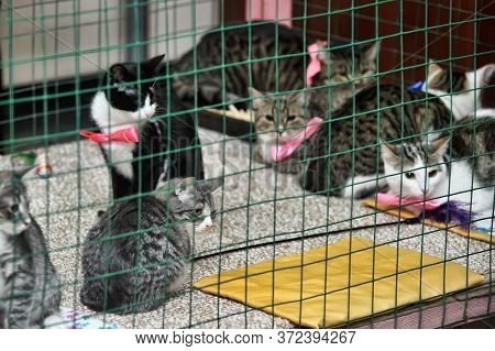 Cat Show Distribution Of Animals From The Shelter