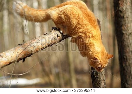 Beautiful Red Cat Sleeping On Plum Tree Branch In Garden.