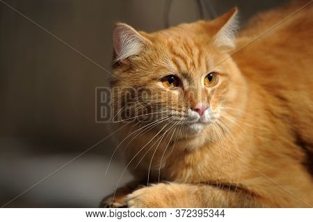 Beautiful Red Cat Sleeping On Plum Tree Branch In Garden.