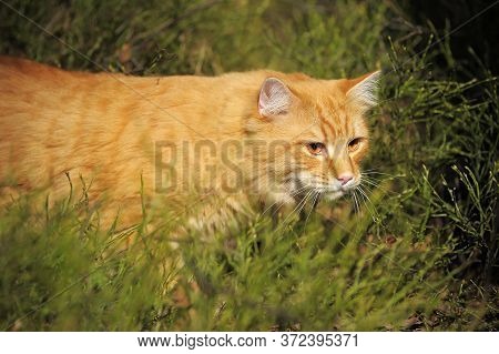 Carefully Looking Ginger Cat In The Woods