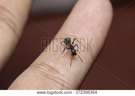 Ant Mimicking Jumping Spider(myrmarachne Japonica) On A Branch