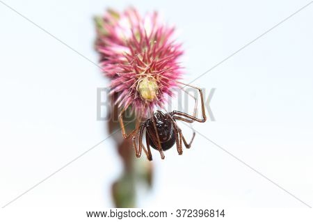 Brown Spitting Spider (scytodes Fusca) On A Flower