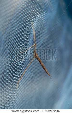 Crane Fly (tipulidae) Side View, Sit On A Net