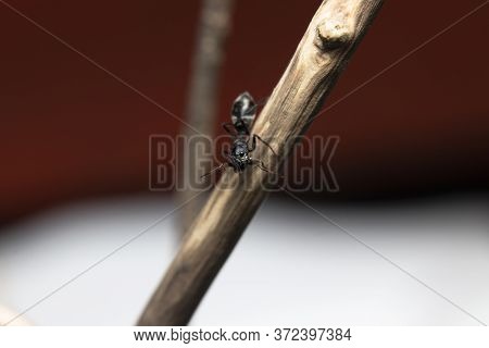Ant Mimicking Jumping Spider(myrmarachne Japonica) On A Branch