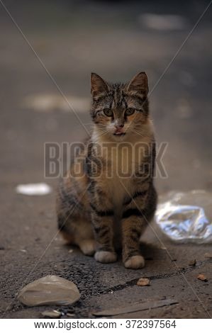Striped Homeless Cat On The Street Close Up
