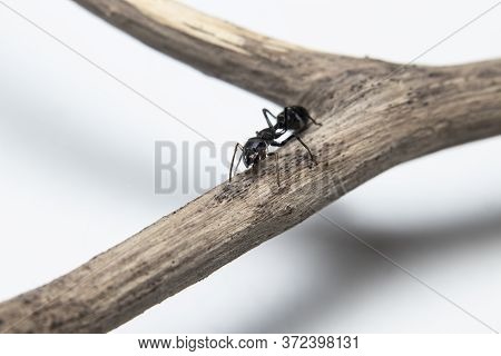 Ant Mimicking Jumping Spider(myrmarachne Japonica) On A Branch
