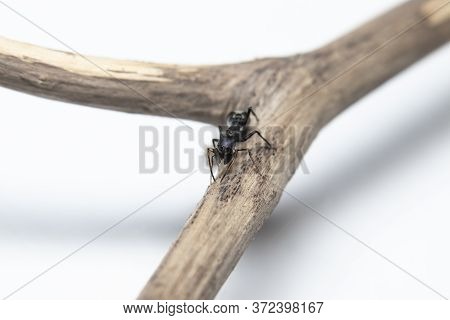 Ant Mimicking Jumping Spider(myrmarachne Japonica) On A Branch