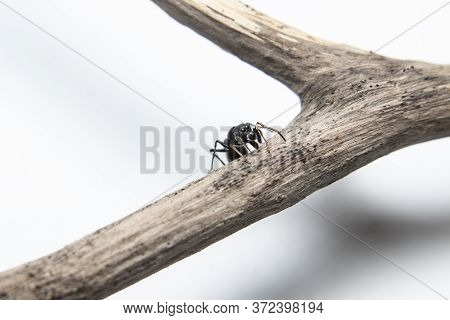 Ant Mimicking Jumping Spider(myrmarachne Japonica) On A Branch