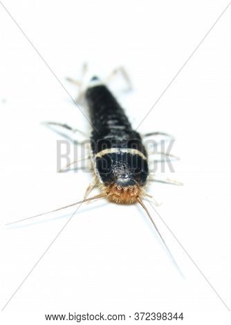 Silverfish (lepisma Saccharina) Top View In White Background