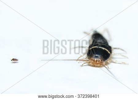 Silverfish (lepisma Saccharina) Front View In White Background
