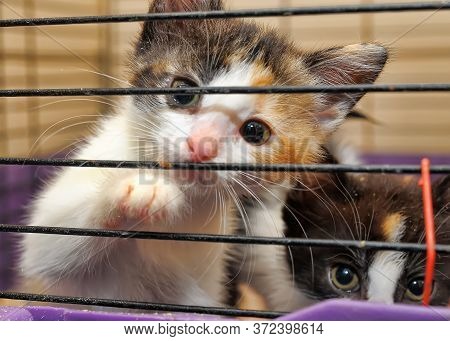 Cute Kitty In Cage, Kittens From An Animal Shelter
