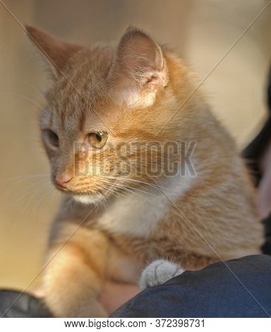 Red Cat On A Tree Close Up