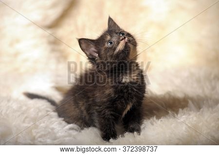 The Little Tech-colored Kitten Lies On A Light Background.