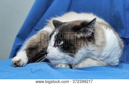 A Snowshoe Siamese Cat At Home Close Up