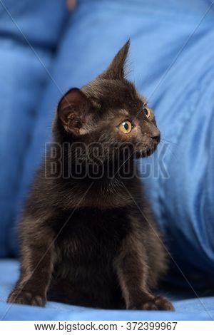 Cute Black Kitten On A Blue Background