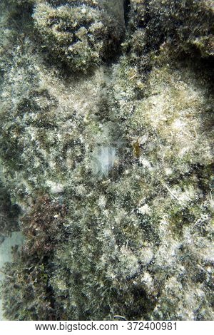 Small Christmas Worm In The Sea Of Togian Islands