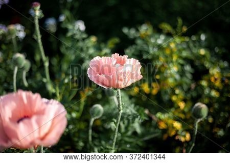 Pink Poppies. Garden Flower Bud. Poppy Closeup. From This Grade Get Igridient For Baking - Seeds. Su