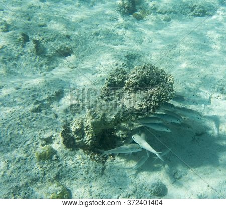 View Of Tropical Fishes In Ouvea