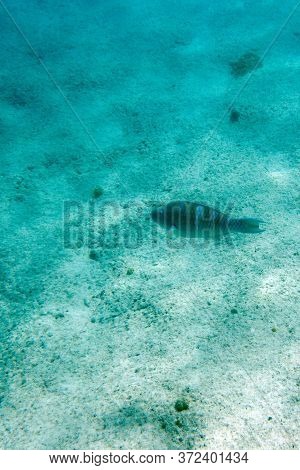 View Of Tropical Fishes In Ouvea