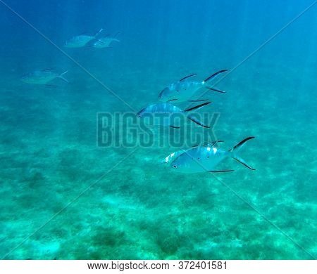 View Of Tropical Fishes In Ouvea, New Caledonia