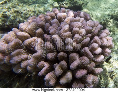 A Marine Life View With Corals