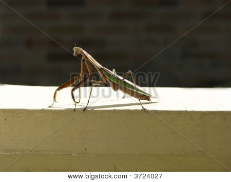 Mantis religiosa